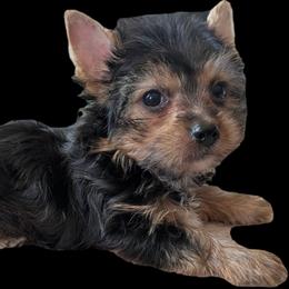 Linus (LKN062726-TdM) - Black and tan male Yorkshire Terrier puppy in Gatesville, Texas from KontryKritterz Yorkies