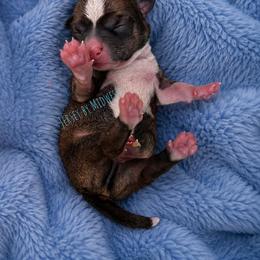 Chihuahua Puppies from Midwest Chihuahuas