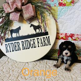 Orange - Black and tan male Cavapoo puppy in White Sulphur Springs, West Virginia from Ryder Ridge Farm