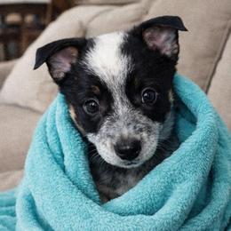 HUDSON Male 2 docked tail - Blue male Australian Cattle Dog puppy in Kalispell, Montana from BTR Australian Cattle Dogs