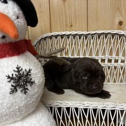 Green collar - Chocolate male Labrador Retriever puppy in Stuart, Virginia from Russell Creek Labradors