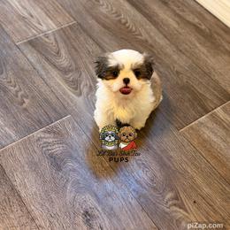 Bambi - Gold and white female Shih Tzu puppy in Walkertown, North Carolina from Lil’ Bit’s Shih Tzu