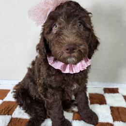 Honey - Brown and white female Aussiedoodle puppy in Haleyville, Alabama from The Cuddly Dood Ranch