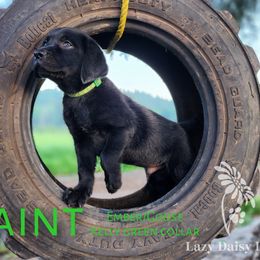 Boy 1 - Labrador Retriever puppy in Priest River, Idaho from Lazy Daisy Labs