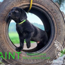 Boy 1 - Labrador Retriever puppy in Priest River, Idaho from Lazy Daisy Labs