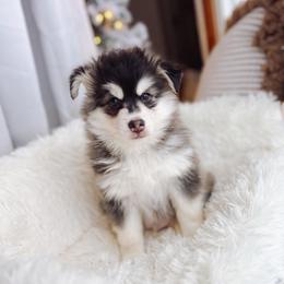 Snickerdoodle - Wolf sable male Pomsky puppy in Cleveland, Ohio from Lake Point Pomskies