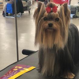 Cliff (Yorkhaven Earthmountain Cliffhanger) - Blue and gold male Yorkshire Terrier puppy in Erda, Utah from Earthmountain Yorkies