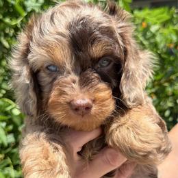Bailey - Merle female Cavapoo puppy in Tucson, Arizona from Adored Poodle & Doodles
