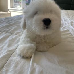 Coton de Tulear Puppies from Polar Pup Cotons