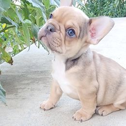 Boy 1 - French Bulldog puppy in Wellington, Colorado from Toley's French Bulldogs