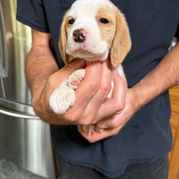 Chester - Tan and white male Beagle puppy in Rockwell, North Carolina from Knockhill Beagles