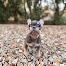 Orange - Tricolors male French Bulldog puppy in Avondale, Arizona from BigDiamondFrenchies