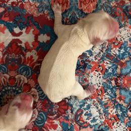 Joy boy 2 - Silver male Cocker Spaniel puppy in Haines City, Florida from Camic Cockapoos