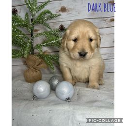Golden Retriever Puppies from Castle Country Companions