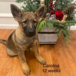 Carolina - Sable German Shepherd puppy in Allen Park, Michigan from Honeycutt Haus Shepherds