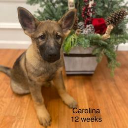 Carolina - Sable German Shepherd puppy in Allen Park, Michigan from Honeycutt Haus Shepherds