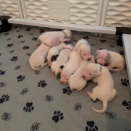Boy 1 - White male Dogo Argentino puppy in Hammond, Louisiana from Bestiarius Kennels