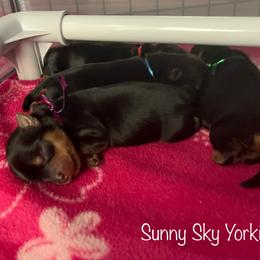 Yorkshire Terrier puppies from Sunny Sky Yorkies