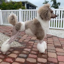 Day - Poodle