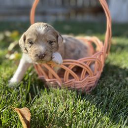 Aussiedoodle Puppies from Jojo the Denver Aussie