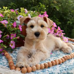 Miniature Schnauzer and Poodle Puppies from Crystal Rose Canines