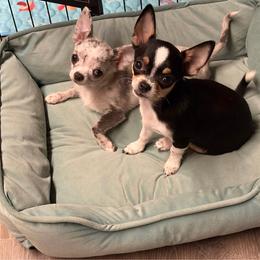 Penny - Chihuahua