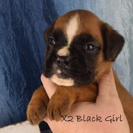Black Collar Girl - Fawn female Boxer puppy in Clinton, Iowa from Cadogans Boxers