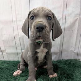 Petrie - Blue male Great Dane puppy in Bay City, Michigan from Monarch Danes