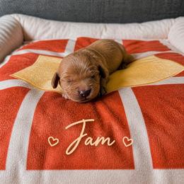 Jam - Red female Cavapoo puppy in Mayo, Florida from Kingston’s Cavaliers