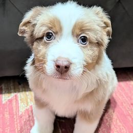 Stabler - Red merle male Miniature Australian Shepherd puppy in Frankfort, Indiana from Haleys Farm