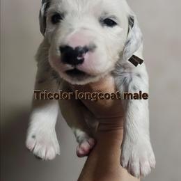 Brown - White and black male Dalmatian puppy in Conrath, Wisconsin from JSF Dalmatians LLC