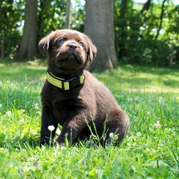 RGR's Daisy-023 - Chocolate female Labrador Retriever puppy in Morris Plains, New Jersey from Rose Gold Retrievers