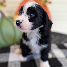 Gilligan - Black and white male Bernedoodle puppy in Russellville, Arkansas from Crossgate Doodles