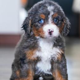 Philly - Tri-color female Bernedoodle puppy in Dundee, Ohio from Down Home Doodle