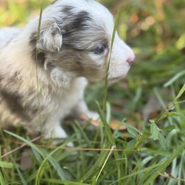 Motley Crüe - Blue merle male Miniature American Shepherd puppy in Scio, Oregon from Calyx Miniature American Shepherds