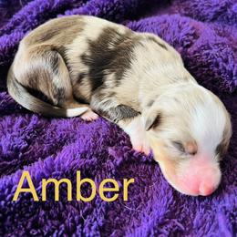 Amber - Red merle female Australian Shepherd puppy in Charlotte, North Carolina from Awesome Aussies