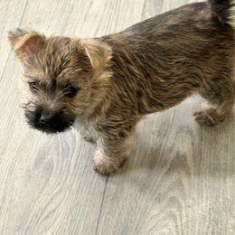 Jasper - Red male Cairn Terrier puppy in Shell Knob, Missouri from Stoneridge Kennel