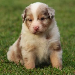 Reno..red merle with blue eyes - Red merle male Australian Shepherd puppy in Cookeville, Tennessee from Spring Creek Aussies