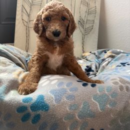 Goldendoodle Puppies from Daisy’s Doodles