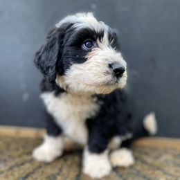 Sheepadoodles from Wiggles & Woofs of Oklahoma