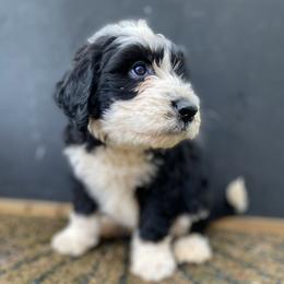 Sheepadoodles from Wiggles & Woofs of Oklahoma