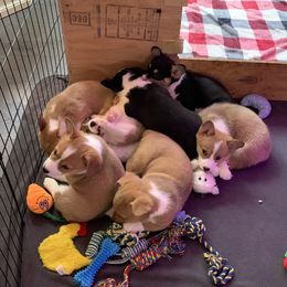 Pembroke Welsh Corgi Puppies from Hammon Pembroke Welsh Corgis
