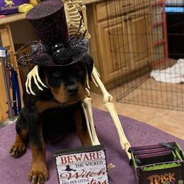 Rottweiler Puppies from Dark Waters Rottweilers