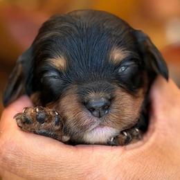 March - Tri-color female Cavapoo puppy in Yuciapa, California from AlltheDoodlez_