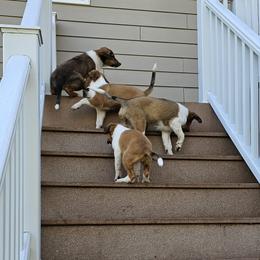 Old Time Scotch Collie Puppies from Ashgrove Farm
