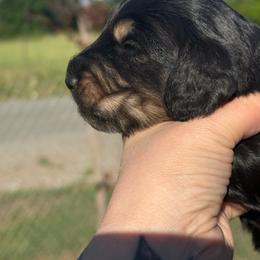 AKC Black and cream longhair - Black and cream male Dachshund puppy in Anderson, California from Golden Paws Dachshunds
