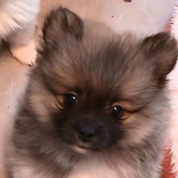 Dusty - Red sable male Pomeranian puppy in Pickton, Texas from Mandy's Precious Poms