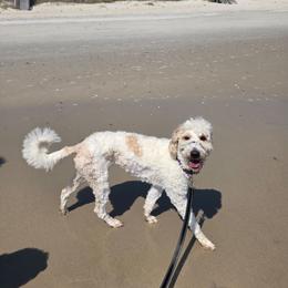 Jolie - Goldendoodle