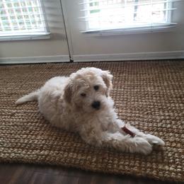 Bernedoodle Puppies from Doting Doodles