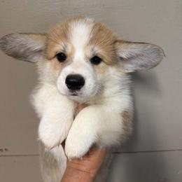 Yellow Collar Female - Red female Pembroke Welsh Corgi puppy in Victoria, Texas from Clear Creek Corgis